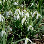 Bulbes à fleurs à planter à l'automne - Perce Neige Elwesii (x10) - face recto